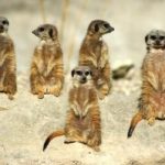 An Easy Way to Expand Your LinkedIn Network By Using LinkedIn Groups